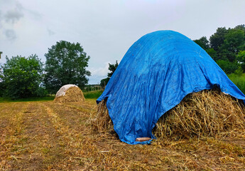 A pile of hay, dry grass, collected for feed to cows in a pile and protected from the rain with a...