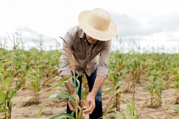 A farmer working in the corn field