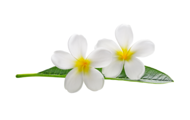 Frangipani flowers with leaves transparent png