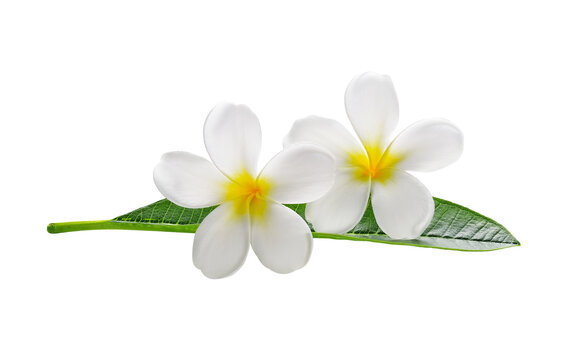 Frangipani flowers with leaves transparent png