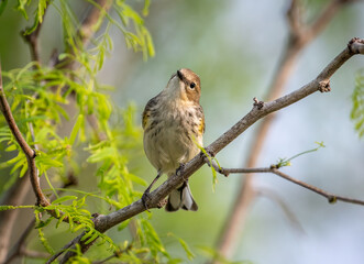 Yellow-rumped Warbler in a Texas Woodland