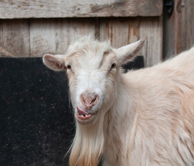 Smiling Goat
