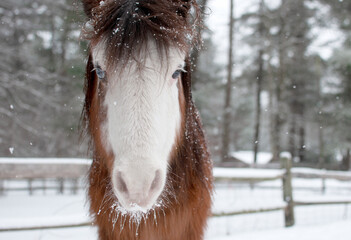 Mini Horse in the Snow