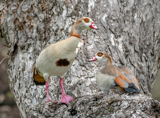 Pair of Egyptian Geese in a Large Tree