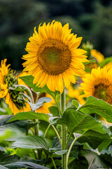 Obraz premium sunflower in the garden