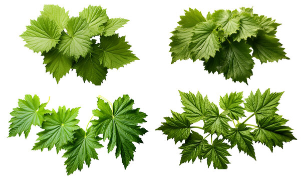 Fresh organic gunnera leaves set on transparent background. gunnera leaf png bundle