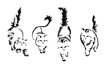 A set of vector drawings of a long-haired cat in different poses. Leisurely walking angora cat with a raised tail. Image of an animal in the style of gestalt design - obrazy, fototapety, plakaty