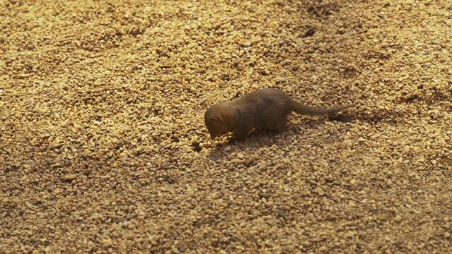 The pygmy mongoose walks on the ground looking for food.