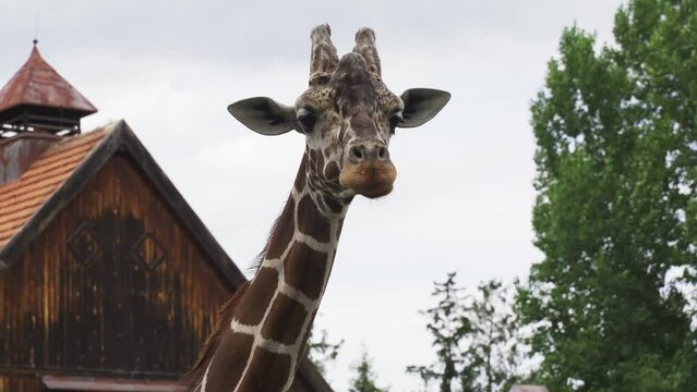 A Close-up Of A Giraffe Walking Around The House.