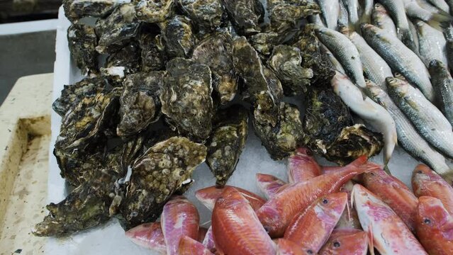 Fresh oysters and striped red mullet laid out on ice at the indoor fish market