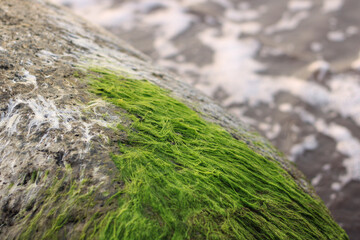 Moss on the rocks