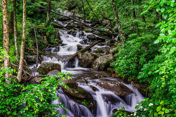 stream and waterfall in the forest