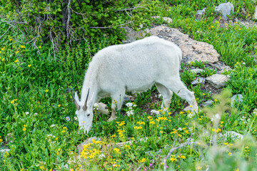 Mountain Goat Grazing on Flowers
