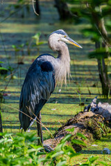 great blue heron perched on a log
