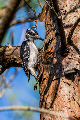 Hairy Woodpecker perched on a tree looking for lunch.