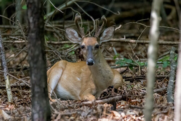 Deer laying in the woods