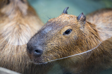 Adorable capybara soak into the water pond at the zoo