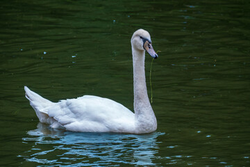 A graceful white swan swimming on a lake with dark water. The white swan is reflected in the water
