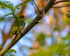 A Coppersmith Barbet