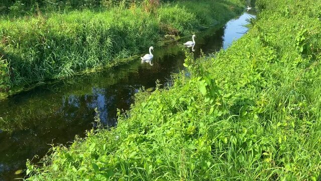Mute swans in a rhyne on the Somerset Levels, England