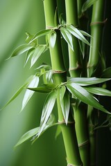 vertical Green bamboo nature background with place for text. 