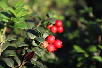 Red cranberries in the forest. Natural background.

