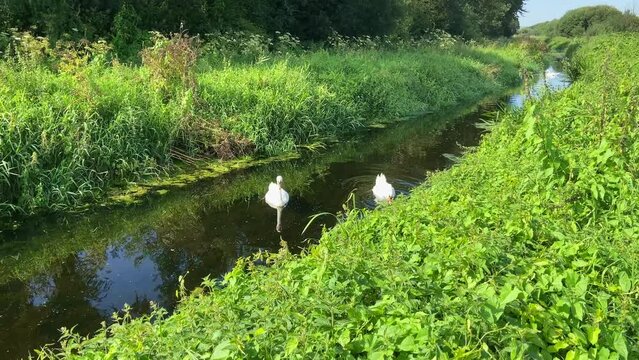 Mute swans in a rhyne on the Somerset Levels, England