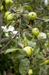 harvest of apples on a branch in the garden