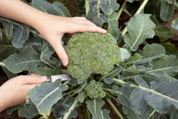 broccoli harvest in the garden