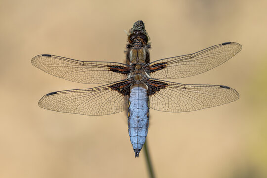 Plattbauch.Libellula depressa.Linnaeus, 1758