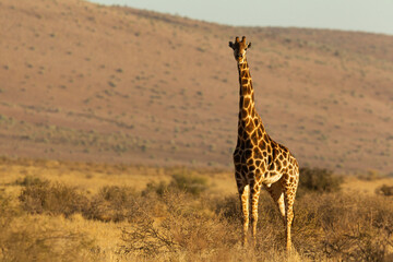 Jirafa 
