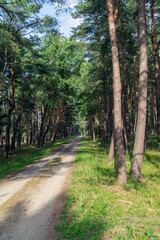 Fototapeta na wymiar Road in a pine forest
