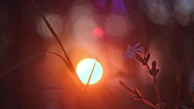 Litte Daisy Flower with Abstract Golden Sunset Background