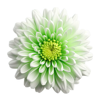 Closeup nature design of a white and green chrysanthemum flower on a transparent background with clipping path no shadows