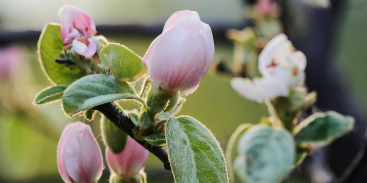 pink quince blossom closeup. spring garden background