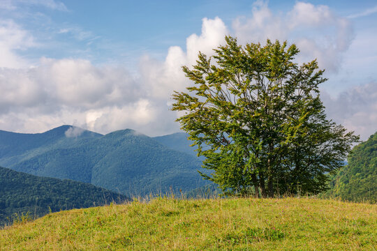 tree on the grassy hill. mountainous countryside landscape in early autumn