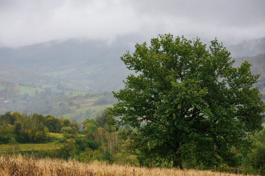 green oak tree on the hill in autumn. weathered grass on the meadow. misty morning in carpathian countryside