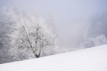 tree in hoarfrost on the snow covered meadow. mountainous countryside landscape in winter