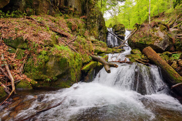 waterfall on the stream among mossy boulders. nature scenery in carpathian woods