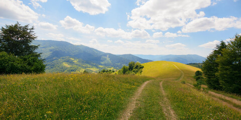 Fototapeta na wymiar trail through alpine meadows and pastures. mountainous rural landscape in summer. sunny afternoon with fluffy clouds on a blue sky