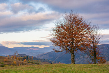 Obraz premium tree in orange foliage on the meadow at sunrise. mountainous countryside landscape in autumn. cloudy weather