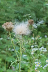gray fluff on dry buds of a dry wild burdock plant in green grass in nature