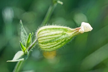 one white bud of a wild plant flower on a green stem with small leaves in a summer park