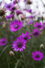 Obraz premium flowers at sunrise, background for text, blooming