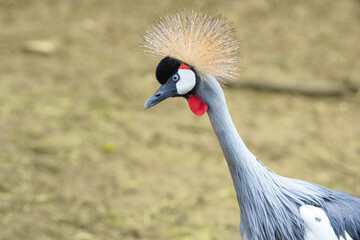 Fototapeta premium grey crowned crane balearica