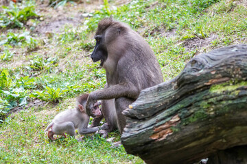 Baboon (Papio) is an African monkey from the family of marsupials. There are five species of baboons