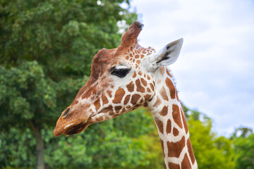 Giraffe portrait, close-up image of animal.
