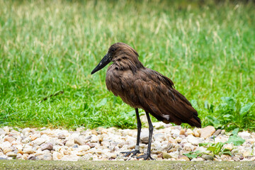 black crowned crane