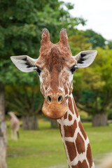 Giraffe portrait, close-up image of animal.