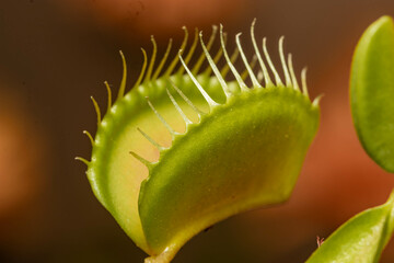 caterpillar on a flower